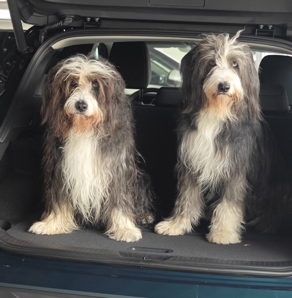 Zwei Hunde sitzen in einer geöffneten Heckklappe und schauen in die Kamera
